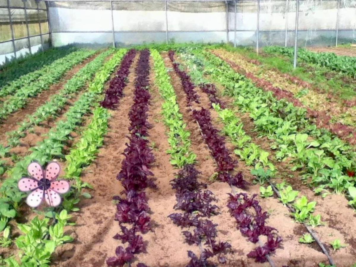 Quinta Dos Sabores Farm Houses Рибейра-Гранди Экстерьер фото